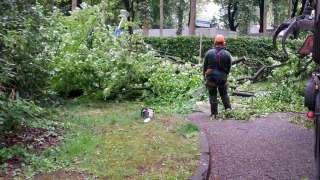 het uitsnoeien van gekapte beukenbomen in Bergen op Zoom
